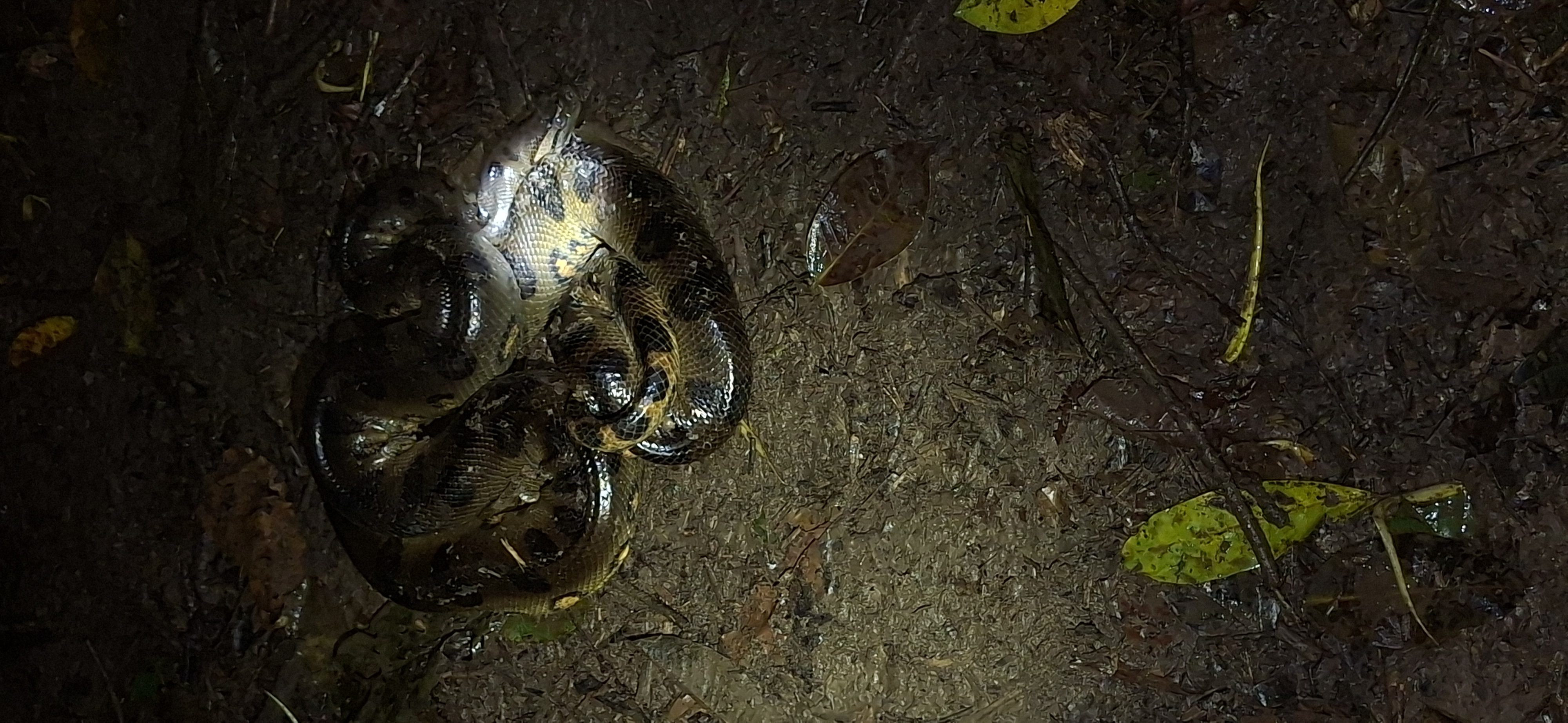 Green Anaconda