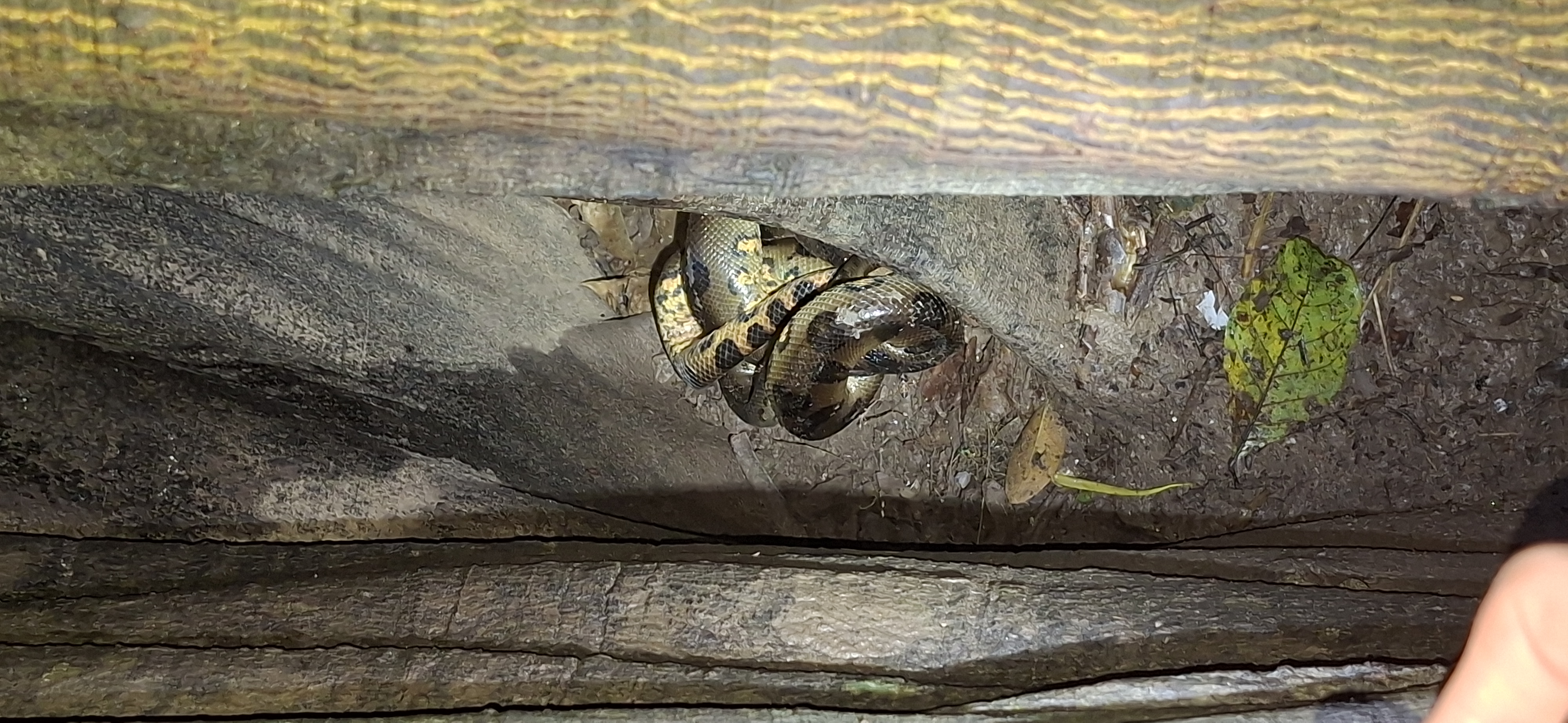 Green Anaconda in tree