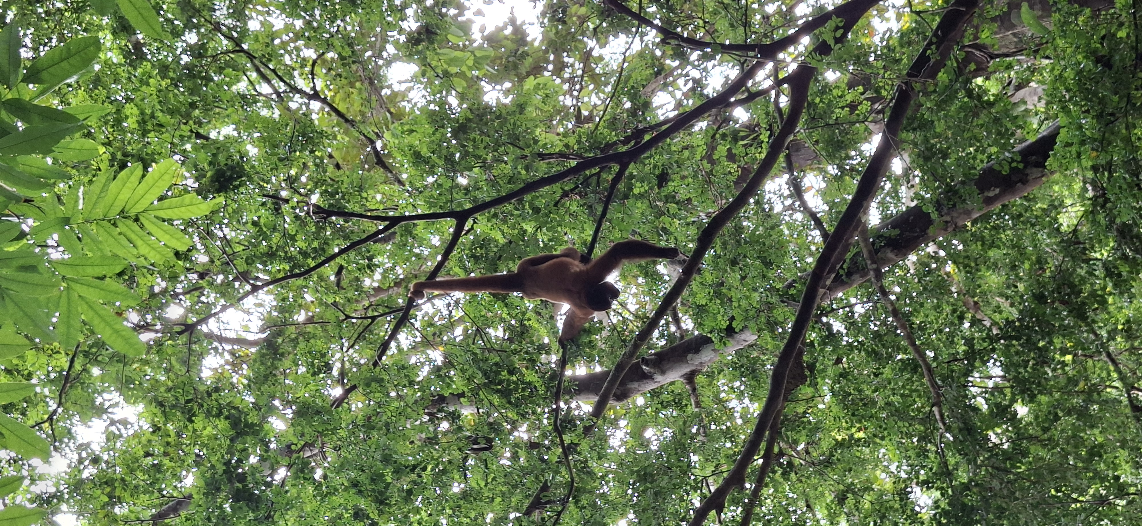 Common Woolly monkey