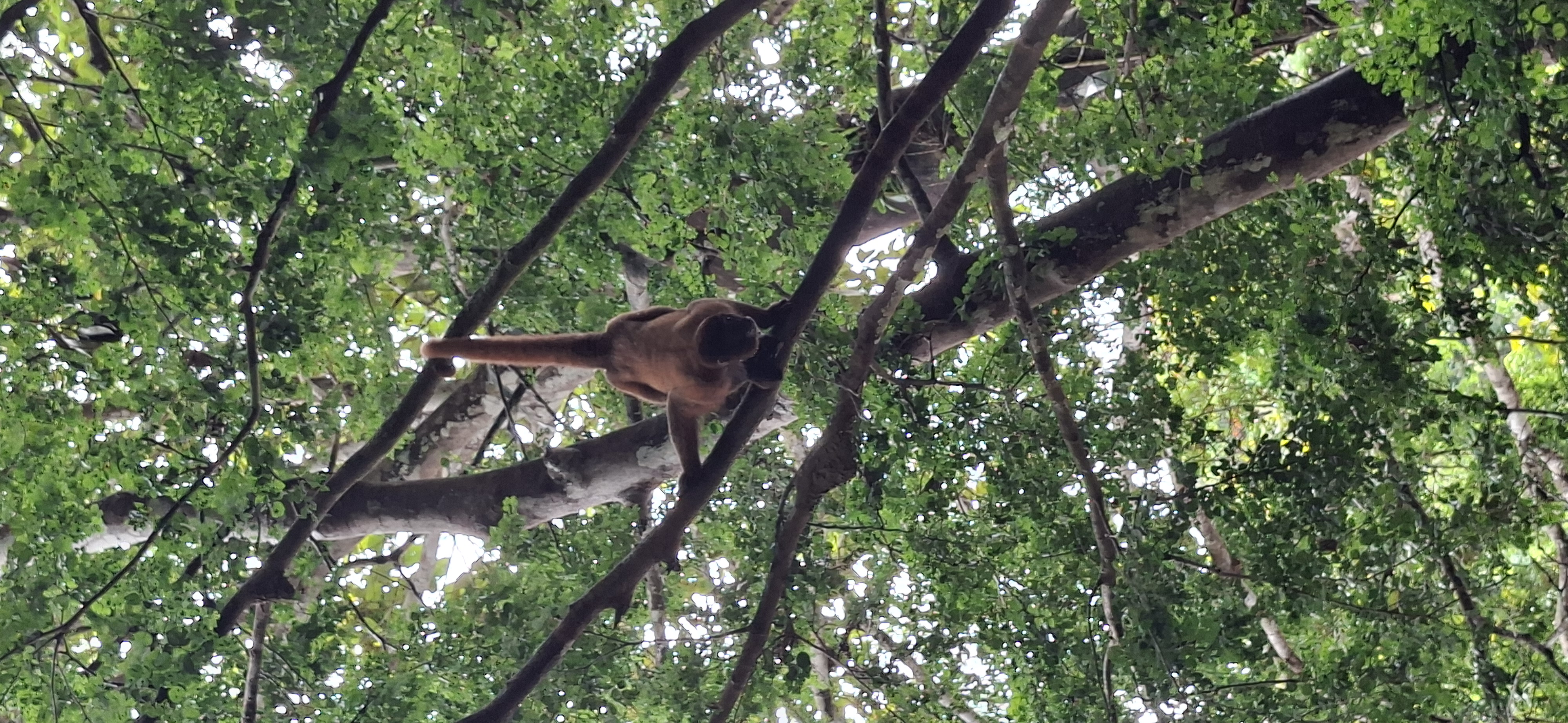 Common Woolly monkey