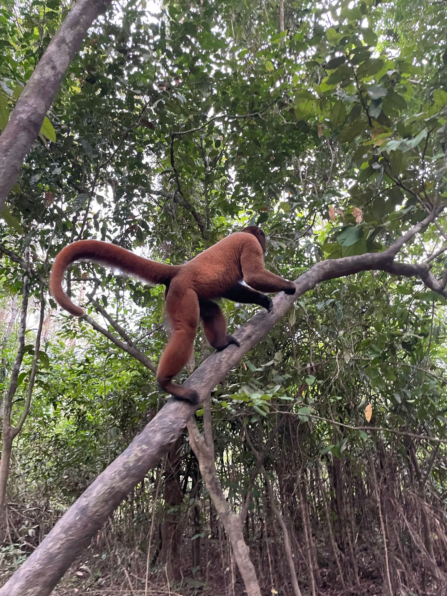 Common Woolly monkey full body