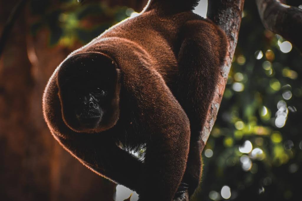 Common Woolly monkey close-up