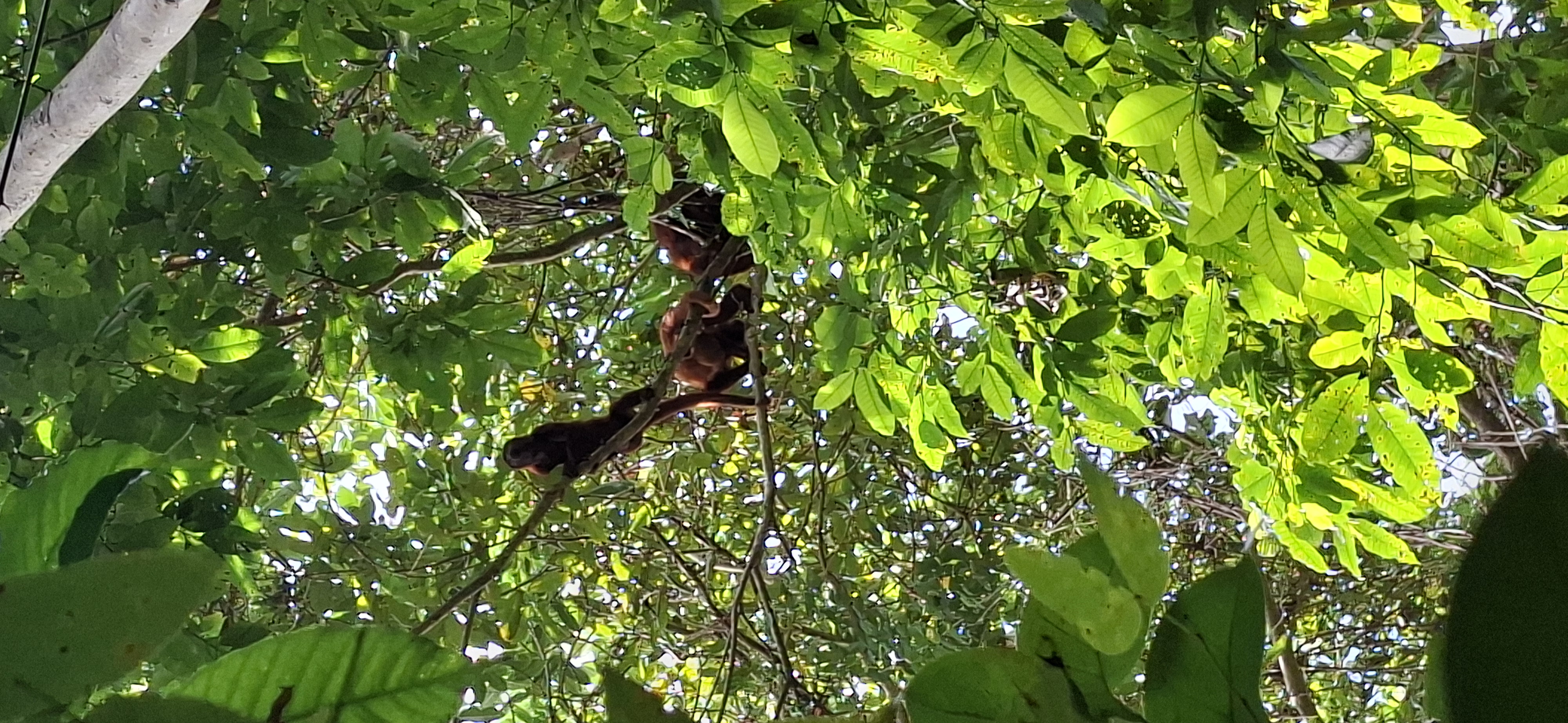 Howler monkey family