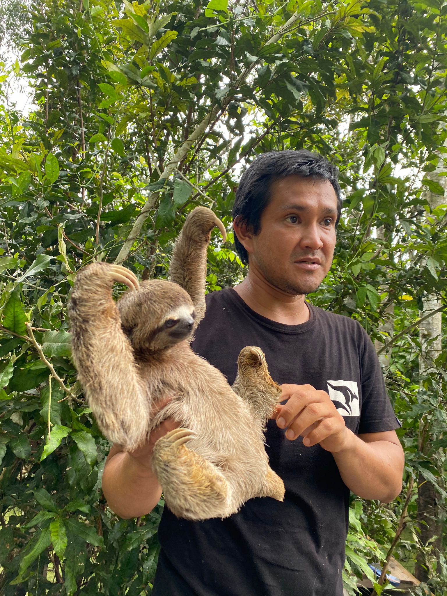 Baby Three Toed Sloth
