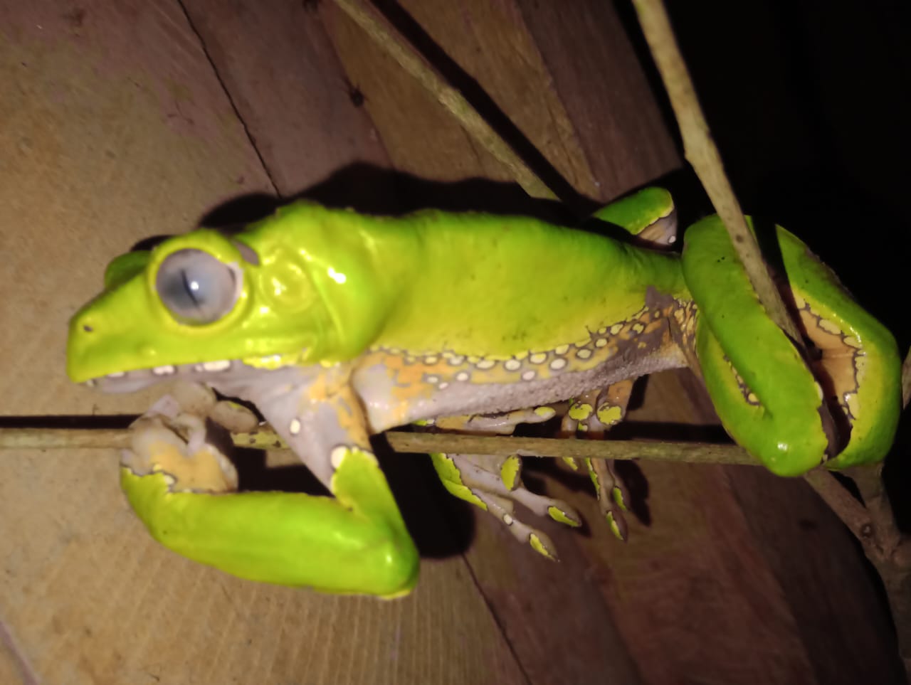 Giant Monkey Frog