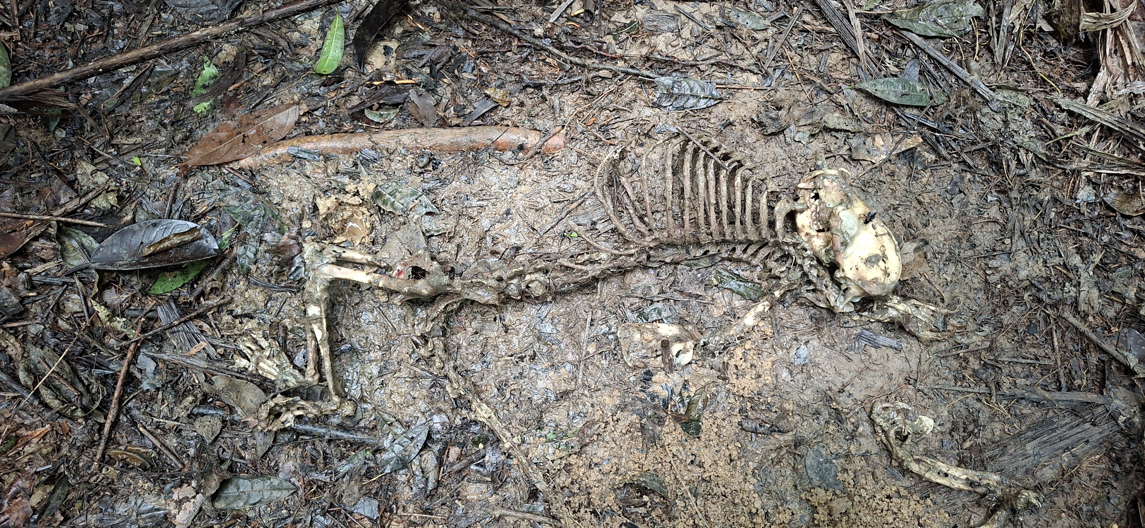 Monkey skeleton