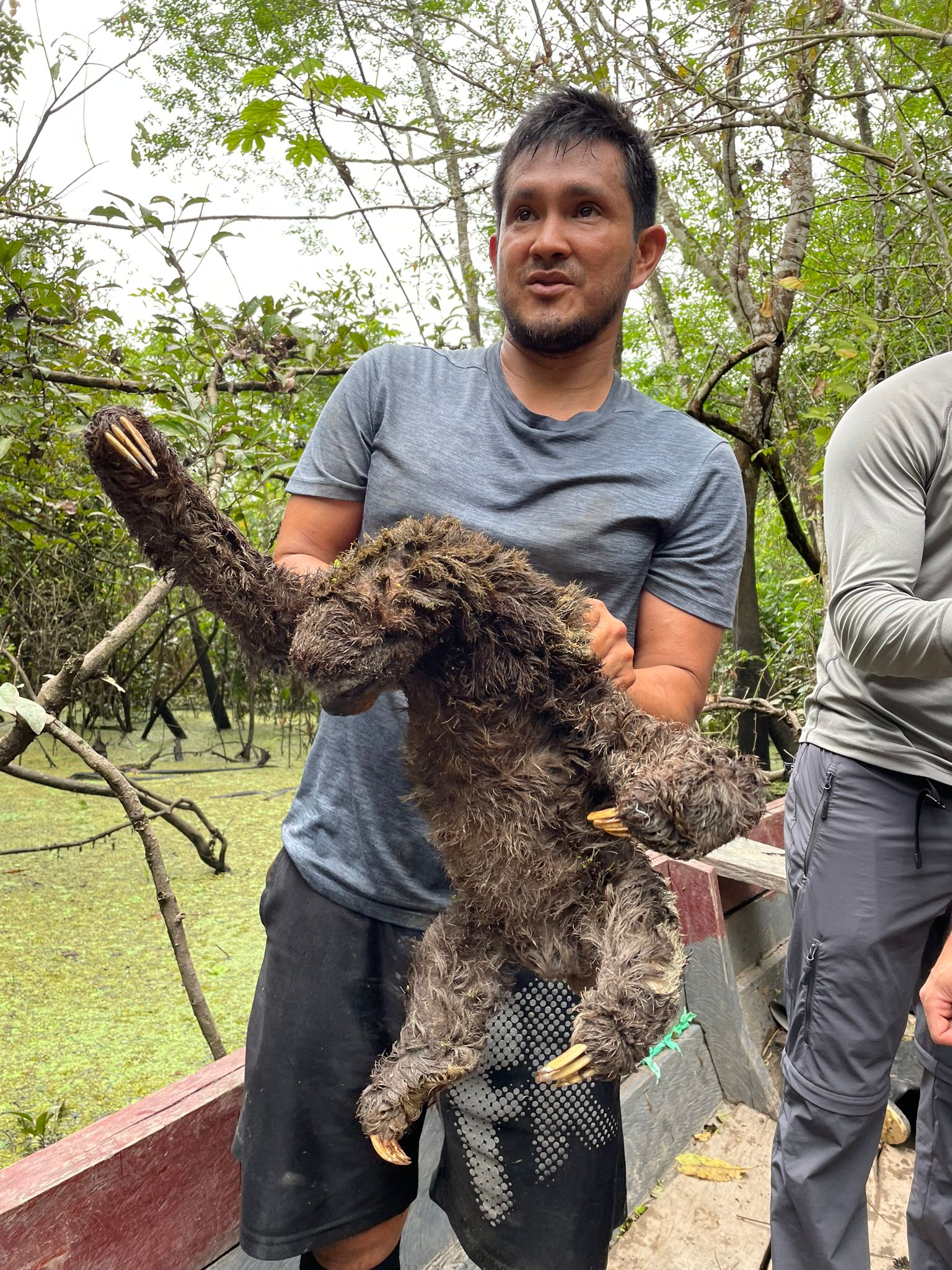 Three Toed Sloth