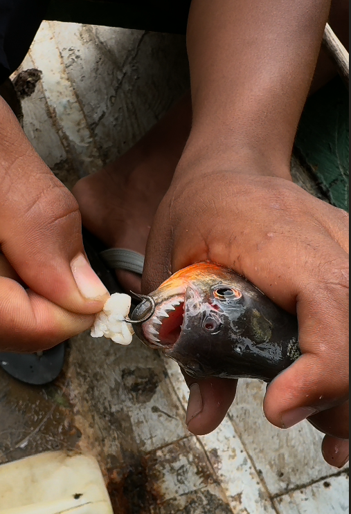 Piranha catch