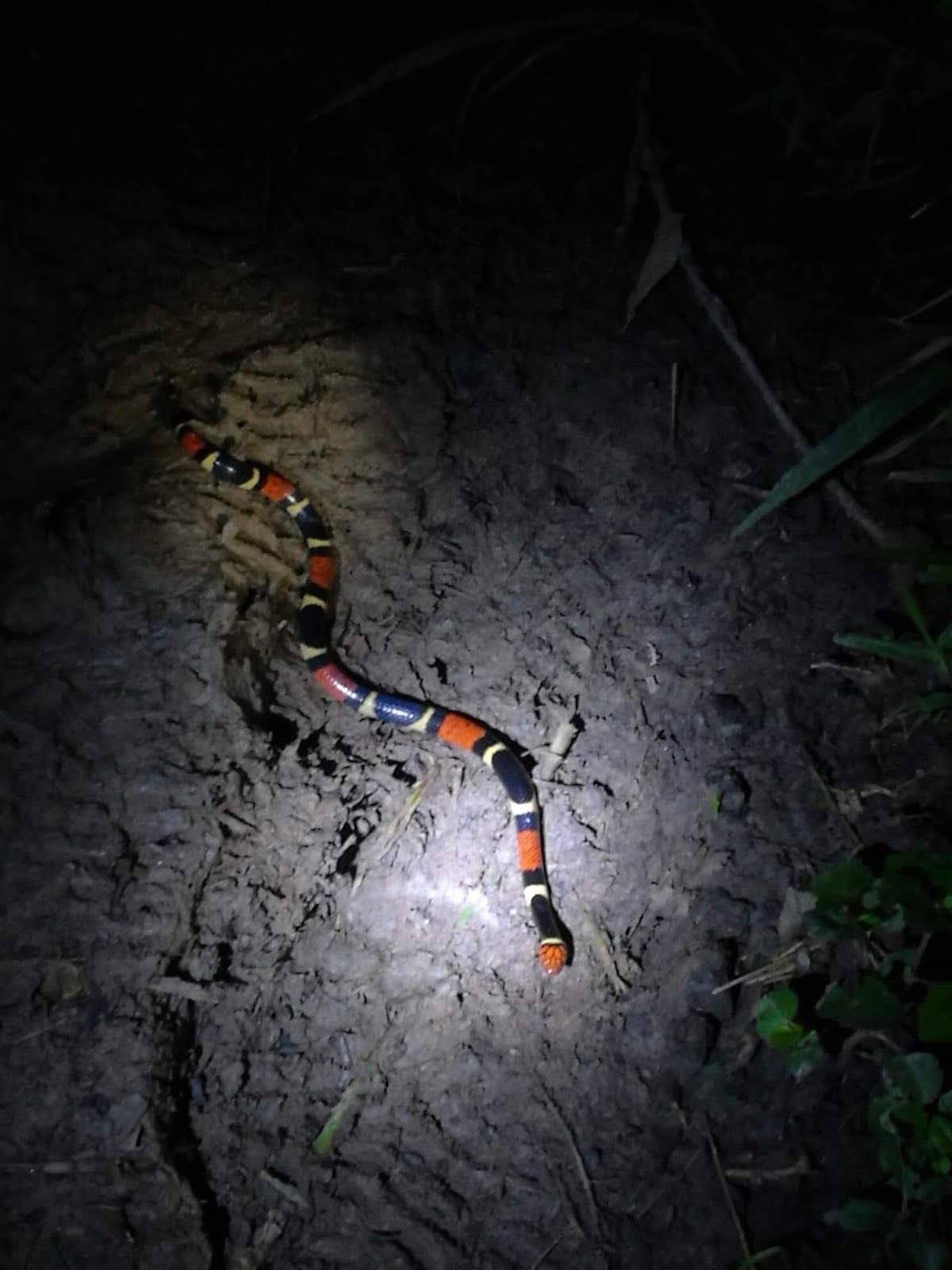 Coral snake