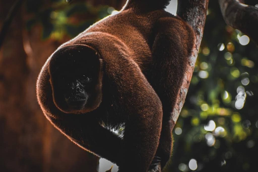 Deep Jungle Trek